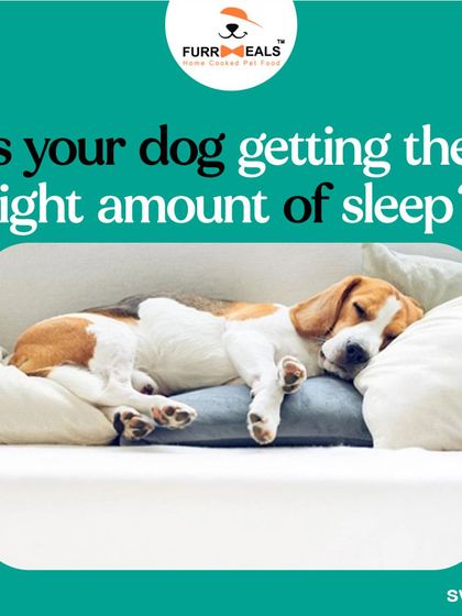 Is your dog getting enough sleep? This guide explains how much sleep dogs need at different life stages and how diet can affect their sleep quality, because a well-rested pup is a happy pup.