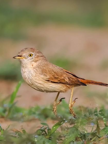 Another shot of the Asian Desert Warbler, a passage migrant, as it forages on the ground in the farmlands around Delhi NCR.