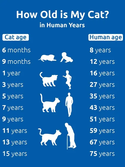 How old is your cat in human years? This chart provides a quick conversion, showing that a 1-year-old cat is like a 16-year-old teenager, and a 15-year-old cat is a wise 75-year-old senior.