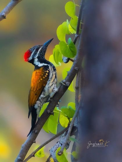 A Black-rumped Flameback looks upward, its bright red crest and striking patterns on full display. The composition and lighting make this a captivating avian portrait.