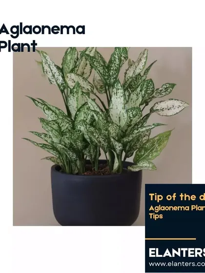 The Aglaonema, or Chinese Evergreen, is a beautiful and forgiving plant. Follow my tips to keep its foliage vibrant and healthy.