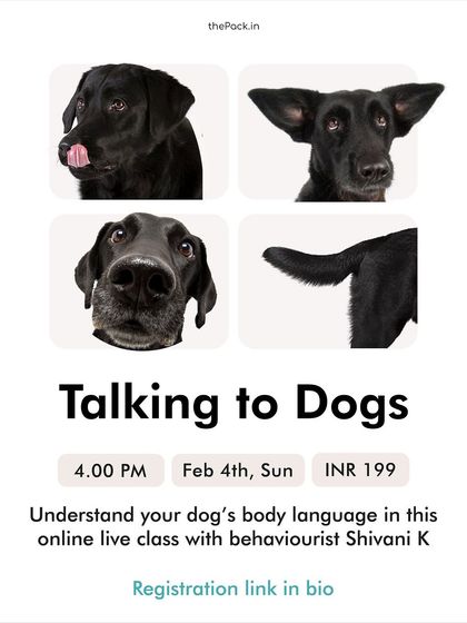 From the way they hold their tail to the look in their eyes, every part of your dog communicates. This workshop poster highlights the different ways dogs speak to us, which we explore in the live class.