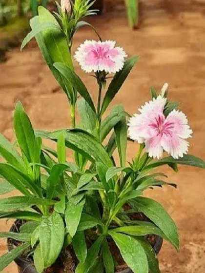 Discover beautiful flowering plants like this Dianthus in our budget-friendly range. It adds a touch of delicate color and is perfect for brightening up a balcony or windowsill.
