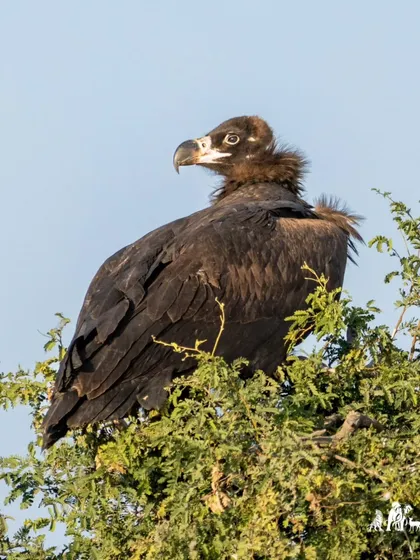 A Cinereous Vulture, a large and powerful dark vulture, perched atop a tree. This species is a winter migrant to parts of India and its imposing size makes it a dominant force at any carcass.