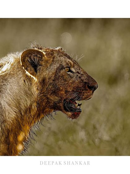 This fine art print is a powerful and unflinching look at the reality of a predator's life. It's a story of survival, written in blood.