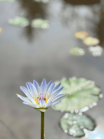 An artistic shot of a day-blooming water lily, with its reflection and the lily pads creating a painterly effect on the water's surface.