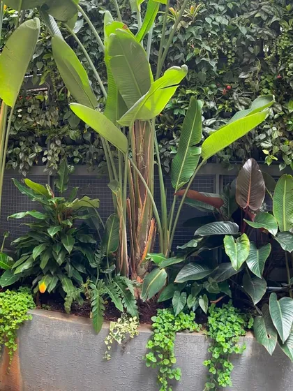 A detailed shot of a mixed planter at the base of a green wall, featuring tall Bird of Paradise and cascading ground cover. This shows how we combine different forms to create a complete look.