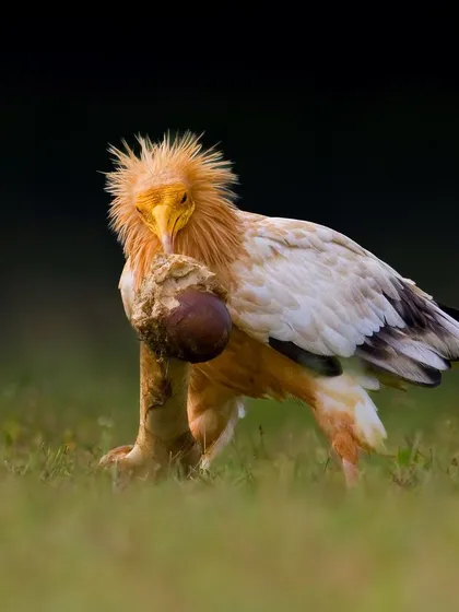 An Egyptian Vulture with what appears to be a large nut or egg. This species is famously intelligent, known for using tools like rocks to break open ostrich eggs.