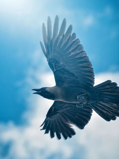 Lalith - Wildlife & Nature Photography Wings in Motion photo 16