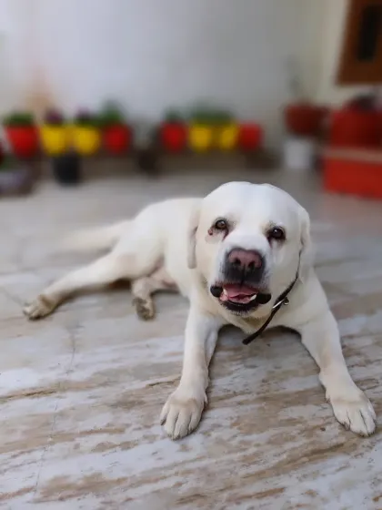 Lucky Singh the Labrador relaxing on the cool marble floor. He has such a sweet and gentle nature.