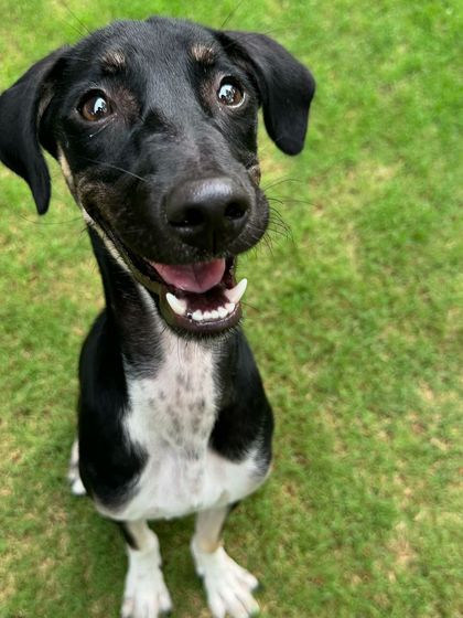 That happy puppy smile! Kishmish is learning that training can be fun and rewarding.