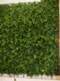 Plant Gifting & Event Decoration