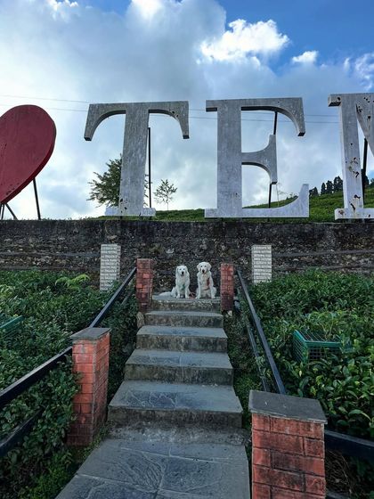 Deepthi - Dog Travel & Adventure Coaching Mountain & Trail Expeditions photo 14