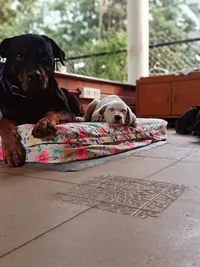 Dog Owner Coaching