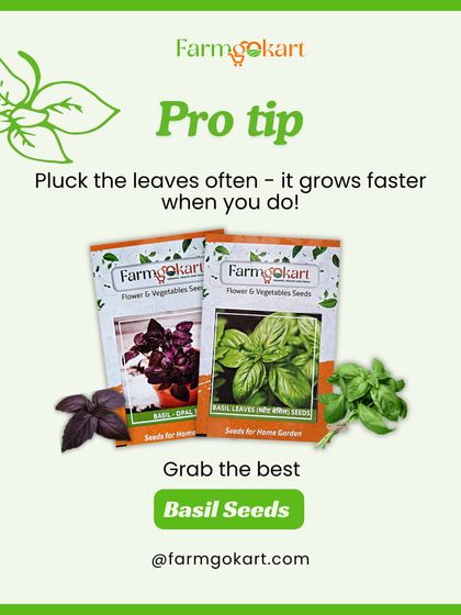 Fresh Herbs for Your Kitchen photo 4