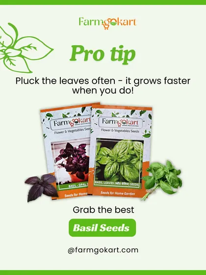 Here's a pro tip for growing basil: pluck the leaves often! The more you harvest, the faster and bushier the plant will grow. Grab my basil seeds to get started.