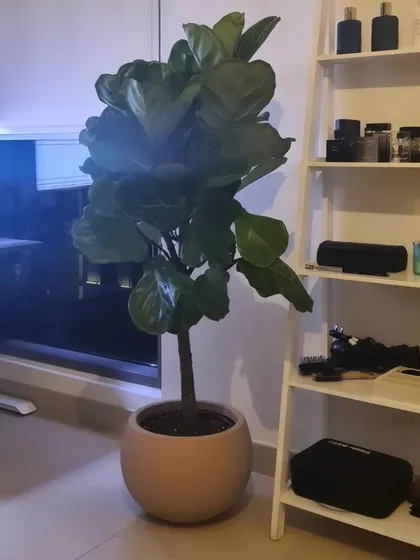 A large, mature Fiddle Leaf Fig in a neutral pot. A specimen of this size serves as a major architectural element in a room, instantly conveying a sense of luxury and style.