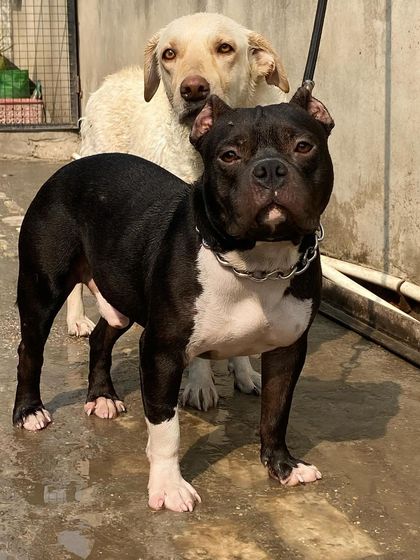 My American Bully Sultan with his Labrador friend. My dogs are raised to be social and get along with other breeds, which is important for a balanced temperament.