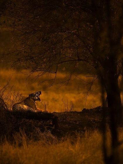 A tiger yawning under a tree in the warm, golden light of the evening. This shot, framed by the dark trees, gives a sense of scale and the vastness of the animal's habitat in Ranthambhore.