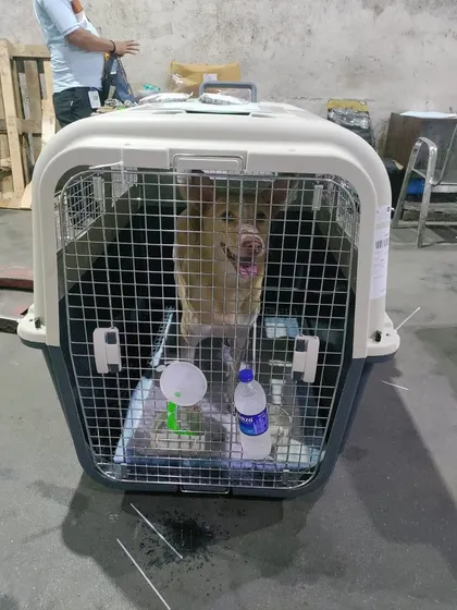 This is the face of a happy and safe traveler. Rolo, ready in his IATA-approved crate, is all smiles before his flight from Mumbai to Singapore. We ensure every pet is comfortable, hydrated, and secure for their manifest cargo journey.