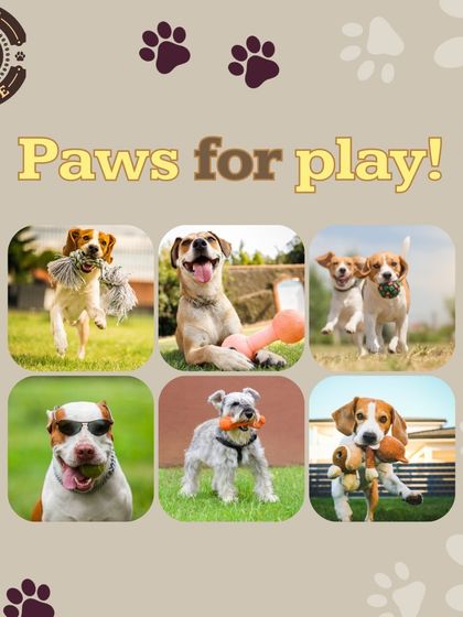 Paws for play. This collage celebrates the playful spirit of our guests. Fetch, tug-of-war, or just running around with a favorite toy, we encourage it all.
