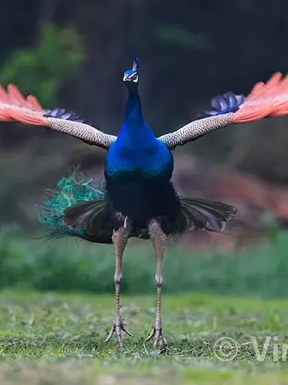 Many people may not know that the peacock was declared our National Bird on January 31, 1963. It was chosen for its presence across the country and its deep connection to our culture. This bird is truly embedded in the heart of India.