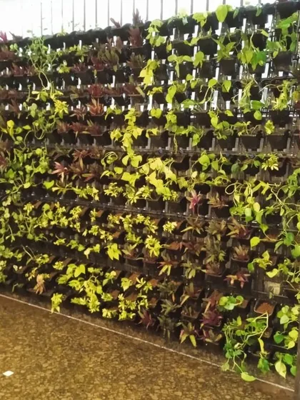 We use a variety of plant species to create visual interest. This indoor wall features a mix of colors and leaf shapes, demonstrating a more natural, less uniform planting style for a dynamic effect.
