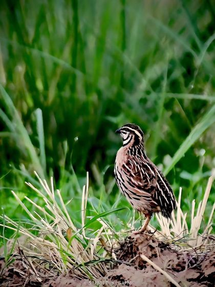 A Rain Quail stands proudly on a small mound amidst dew-covered grass.