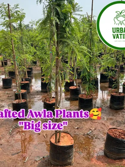 Big size grafted Awla (Indian Gooseberry) plants, ready for your garden.