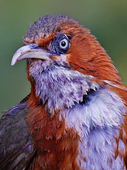 A close-up of a Rusty-cheeked Scimitar Babbler with ruffled, wet-looking feathers. The shot captures a raw, wild look, emphasizing its unique beak and pale eye.