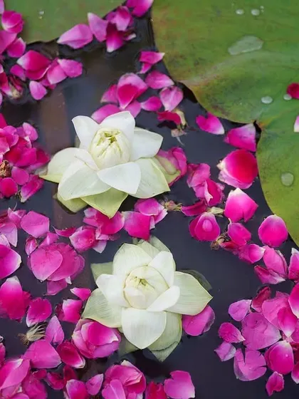 A beautiful and serene detail shot of white lotus flowers and pink rose petals floating in water. It is these small, thoughtful details that add a layer of poetry and beauty to a wedding.