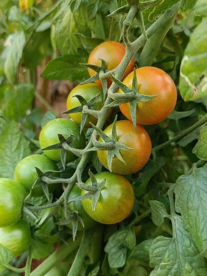 A collection showing tomatoes in various stages of growth, from green to fully ripe.