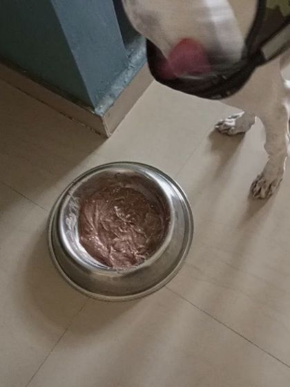 FurryDen - Home Dog Boarding Homemade Meals & Personal Care photo 4