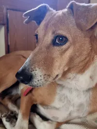 Pet Adoption Services