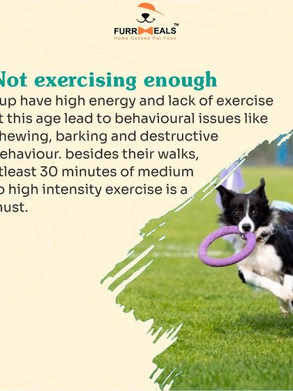 This comprehensive guide for new pet parents covers five key areas: establishing yourself as the pack leader, obedience training, avoiding overfeeding, ensuring enough exercise, and the importance of regular vet visits.