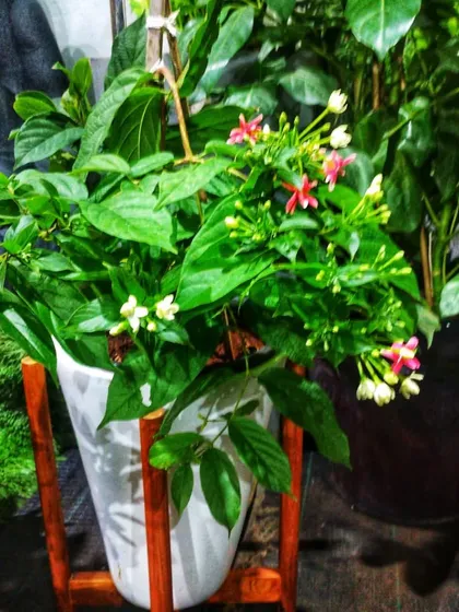 Here, a Madhumalti plant is displayed in a modern white planter with a wooden stand, showing how beautifully it can be styled for a contemporary outdoor space.