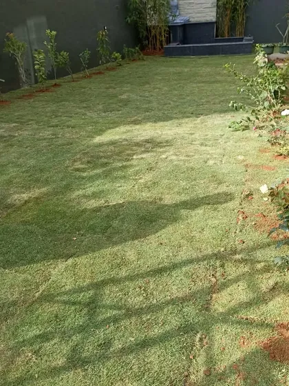 A view along the side of the property, showing the newly planted rose bushes and other shrubs that will mature to create a dense, green border.