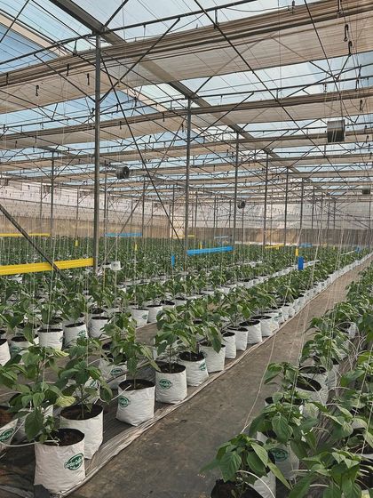 A wide view of our capsicum crop, neatly arranged in grow bags inside our state of the art polyhouse. This is modern, efficient farming in action.