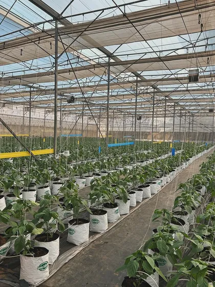 Rows of young capsicum plants are neatly arranged in our greenhouse. These images show the beginning of a new crop cycle, with each plant poised for healthy growth.
