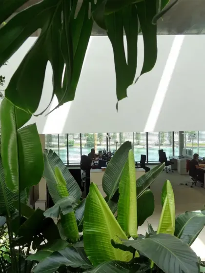 Looking down into the open-plan offices from the green atrium at Virchow 16. The foliage acts as a natural screen, providing a sense of privacy and a calming green backdrop for the workspaces below.