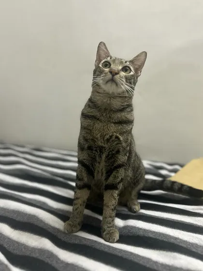 Shin Chan looking up, curious about a sound. The home environment is full of gentle, interesting stimuli for pets.