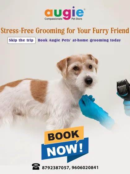 Why deal with the stress of car rides and waiting rooms? We bring the professional grooming experience right to your home. It's the perfect solution for anxious pets or busy pet parents in Bangalore.