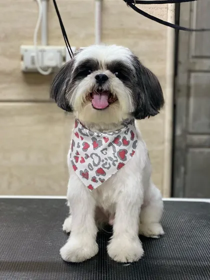 Back on the table, Joy is all smiles for the camera.