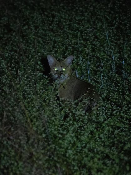 The glowing eyes of a Jungle Cat peering through the bushes at night. This photo captures the mysterious and thrilling atmosphere of a night trail.