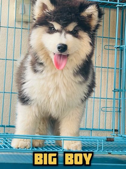 Another great shot of this "BIG BOY" Husky. He has a happy and friendly expression, perfect for a family pet.