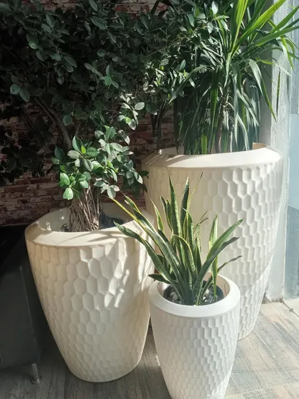 A set of stylish indoor planters with a honeycomb texture. I selected a mix of plants, including a ficus, yucca, and snake plant, that are well-suited for indoor conditions and look great together.