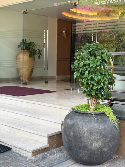 A topiary Ficus tree in a dark, round pot greets visitors at the hotel entrance. This classic and elegant choice sets a sophisticated tone from the moment of arrival.