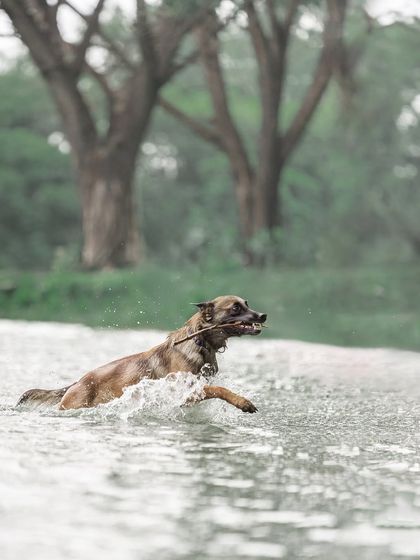 Pragalbh - Fine Art Pet Photography Outdoor Adventures photo 15