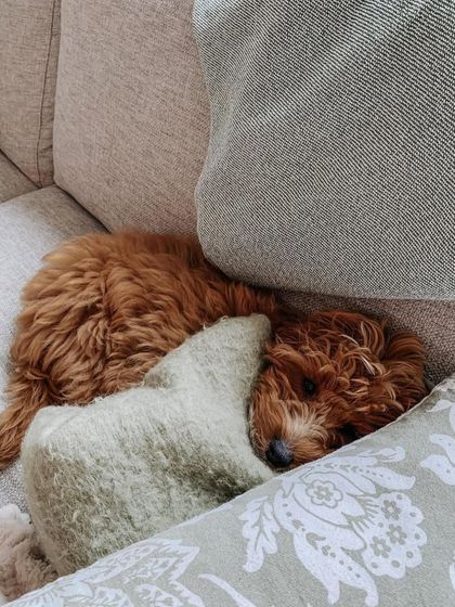 A sleepy red puppy, already comfortable and at home on the couch. My puppies are raised indoors to be ready for family life.