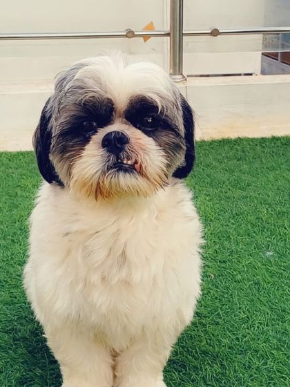 A cute Shih Tzu, looking a little grumpy but still adorable.